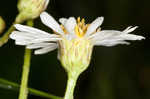 Early whitetop fleabane